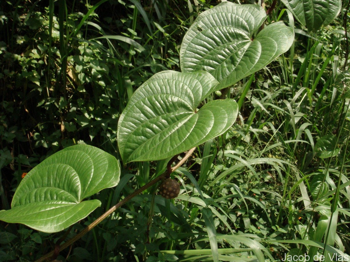 Dioscorea bulbifera L.